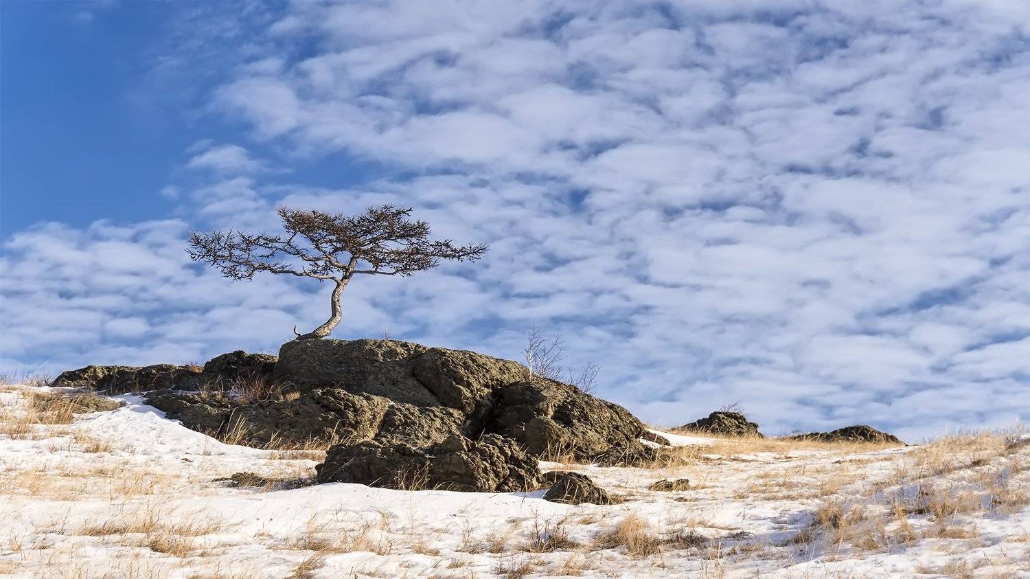 утро, зима, дерево, небо, скалы, карагай, лиственница, Леонид Максименко