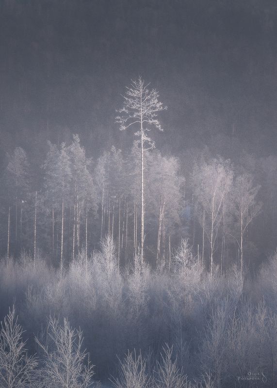 январь, зима, иней, снег, воздух, эфир, волшебство, ленинградская область, игора, карельский перешеек, лес, сосна, деревья, туман, дымка Эфир фото превью