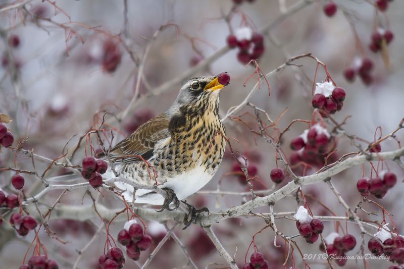 С ягодкой фото превью