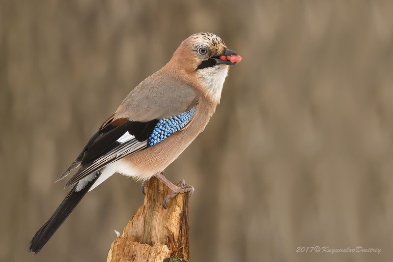 Сойка фото превью