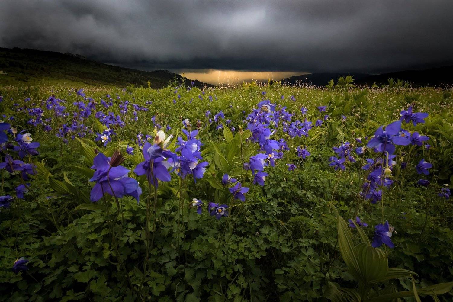 алтай, горы, природа, пейзаж, лето, водосборы, утро, тигирек, заповедник, гроза, молнии, буря, Денис Соломахин