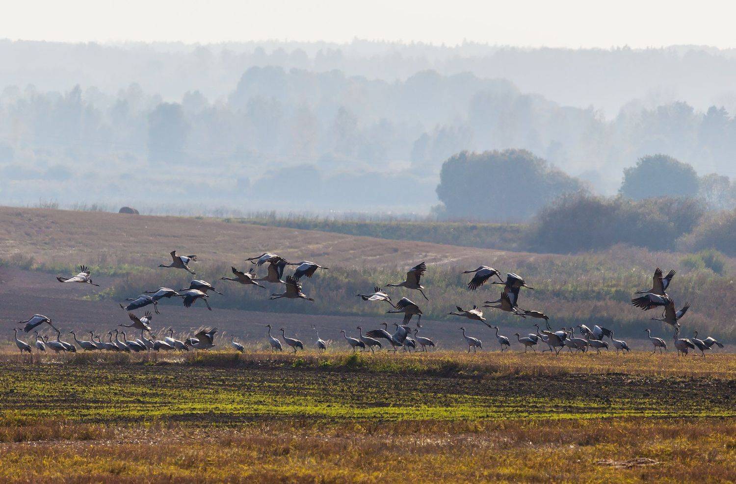 , Алексей Шандуров