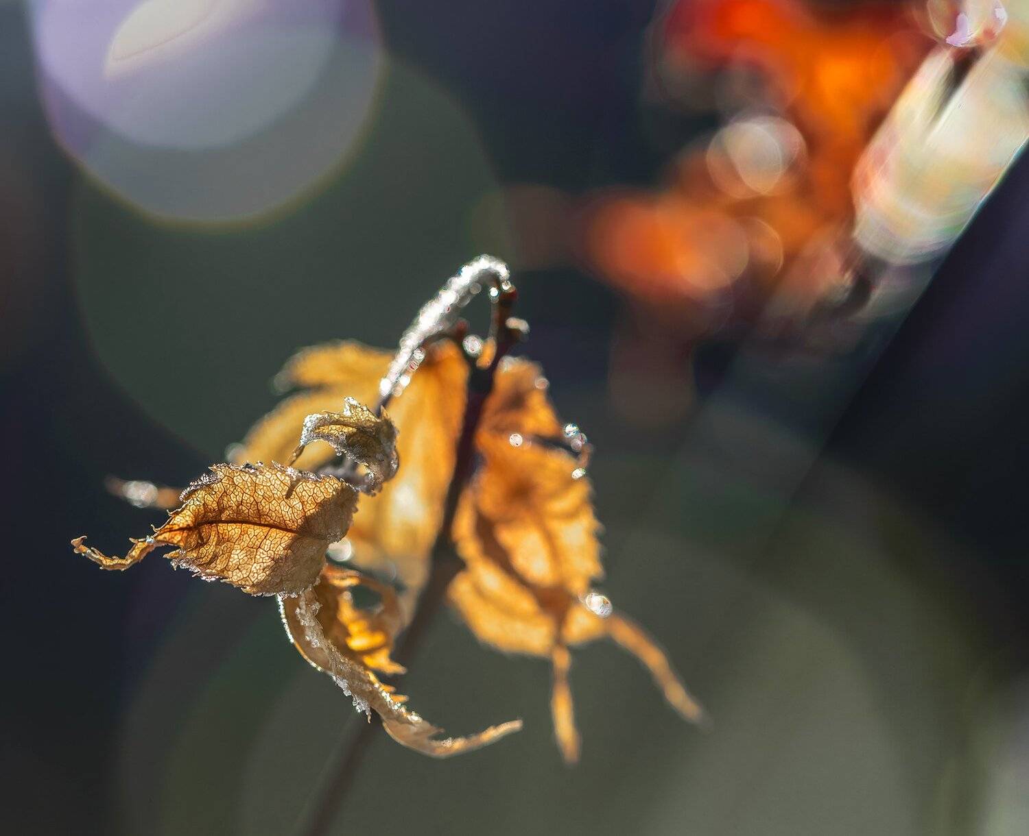 природа, макро, зима, засохший лист, изморозь, боке, блики, Неля Рачкова