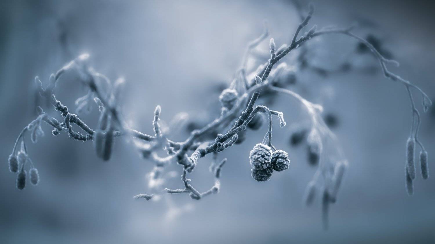 , Kristina Zvinakeviciute