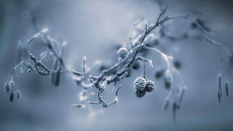 ...зима фото превью