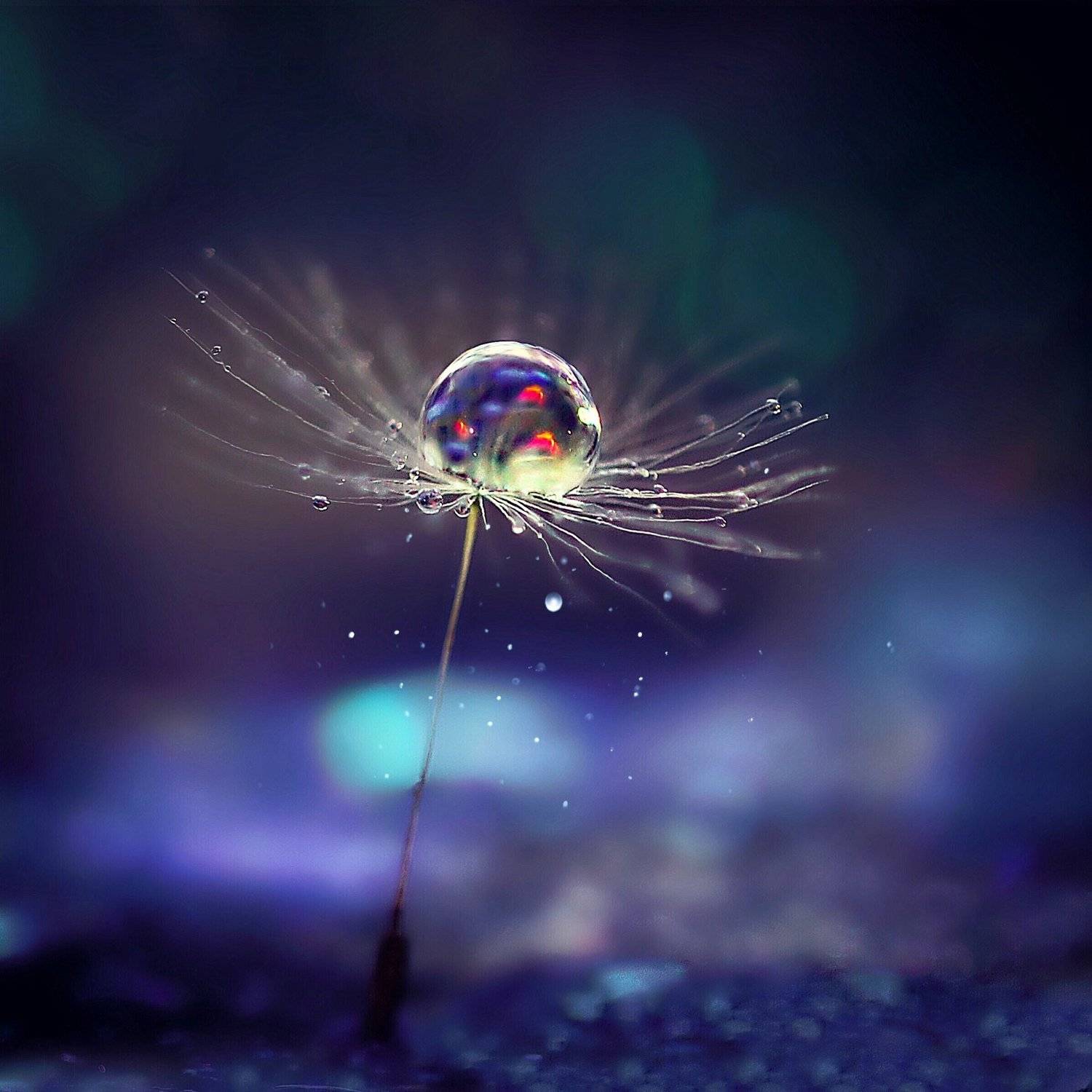 одуванчик, макро, Полина Серова