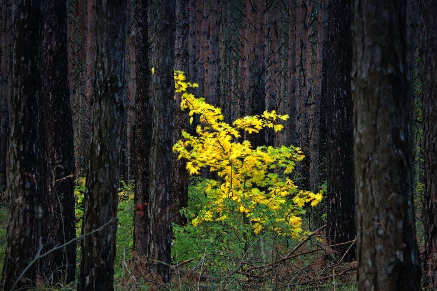 , Валерий Кондратов
