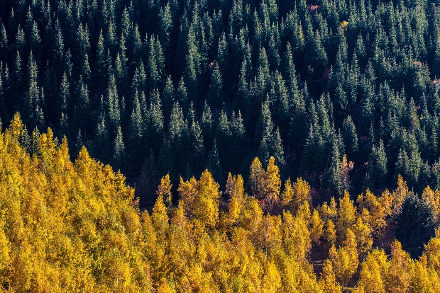 горы, осень, природа, пейзаж, лес, деревья, Василий Шумкин