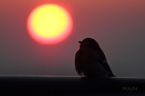 Провожая солнце.