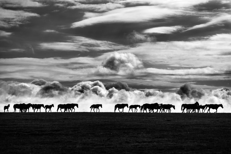 лошади, облака, утро, пейзаж, природа, пастбище,  Перегон лошадей фото превью