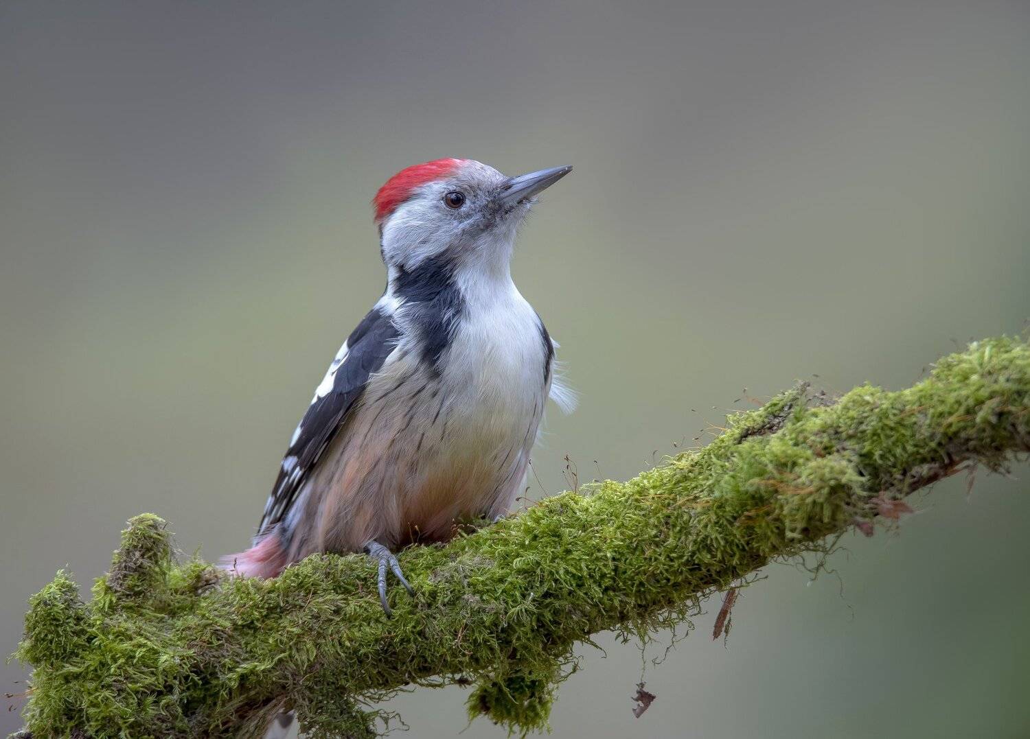 птицы,природа,зима,, Андрей Киселёв