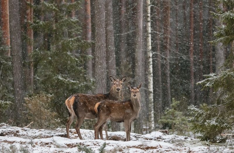 Дочки-матери. фото превью