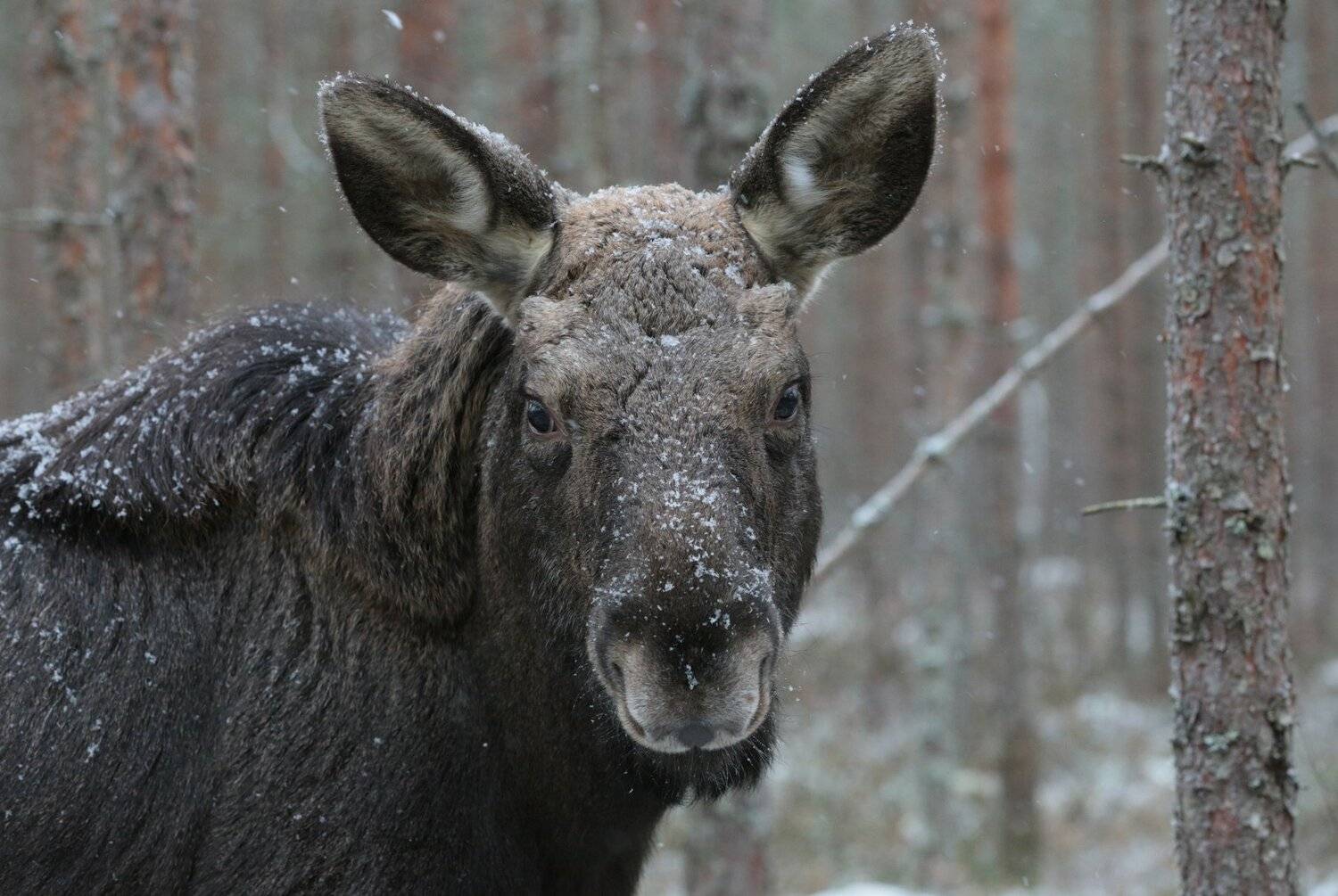 , Андрей Шимчук