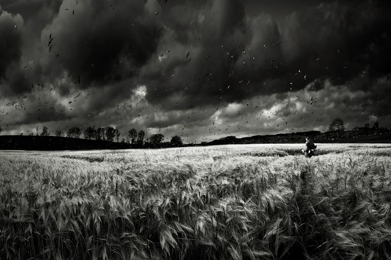 Lord of the Birds фото превью