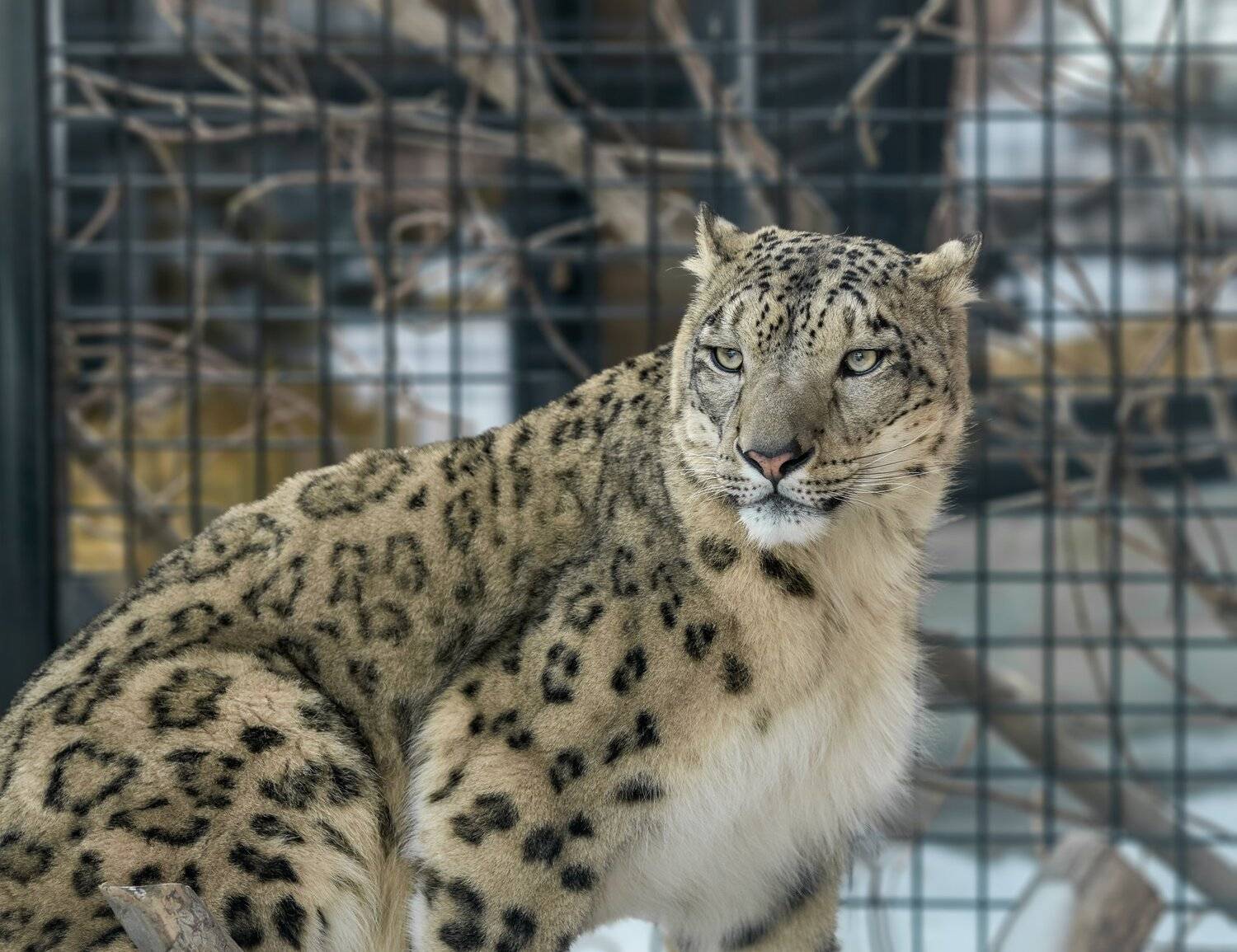 снежный барс, Олег Богданов