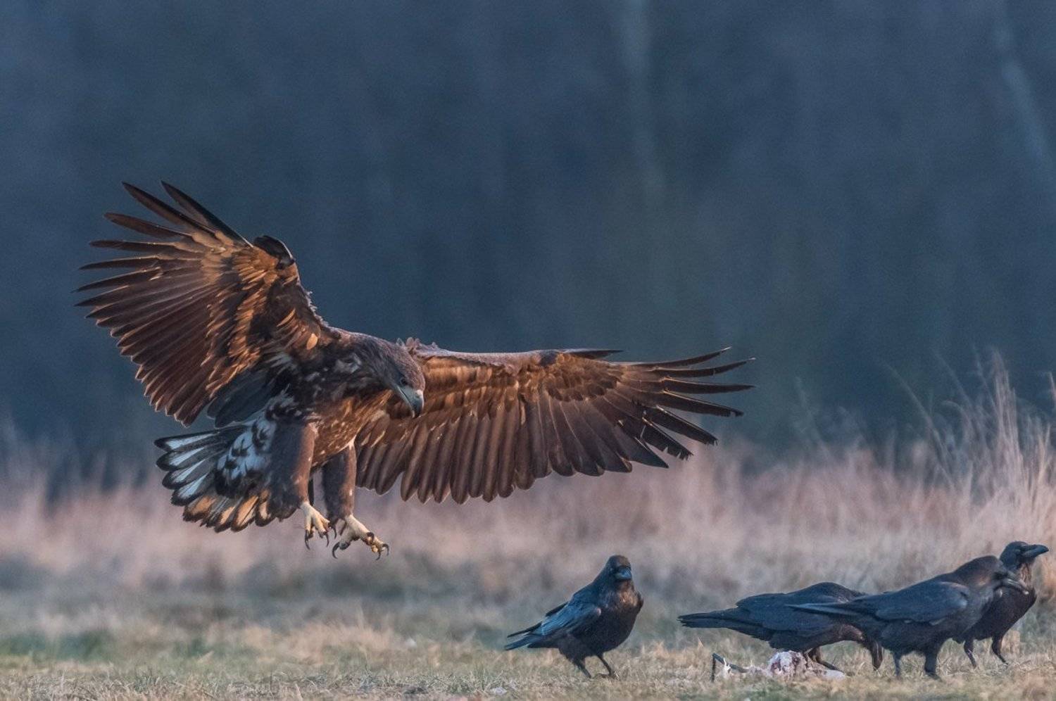 White-tailed Sea Eagle, Haliaeetus albicilla, bielik zwyczajny, Dominik Chrzanowski