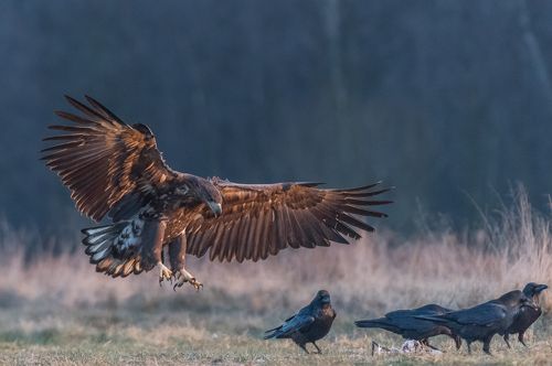 White-tailed Sea Eagle (Haliaeetus albicilla)