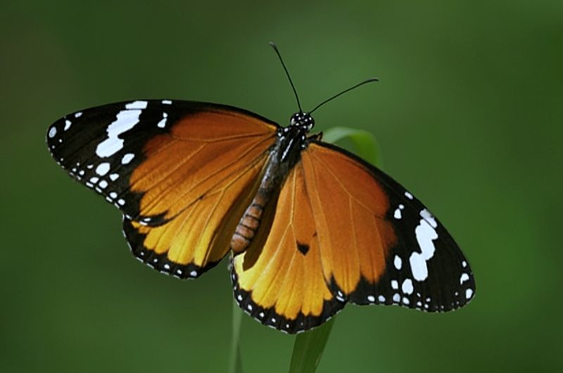 sultan фото превью