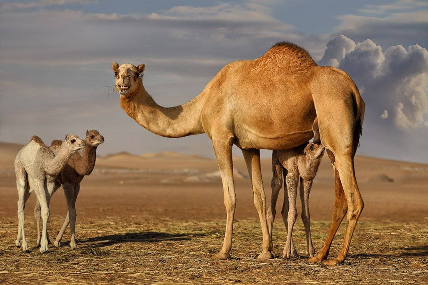 верблюдица, верблюжата, кормление, сахара, пески, улыбка, ALLA SOKOLOVA