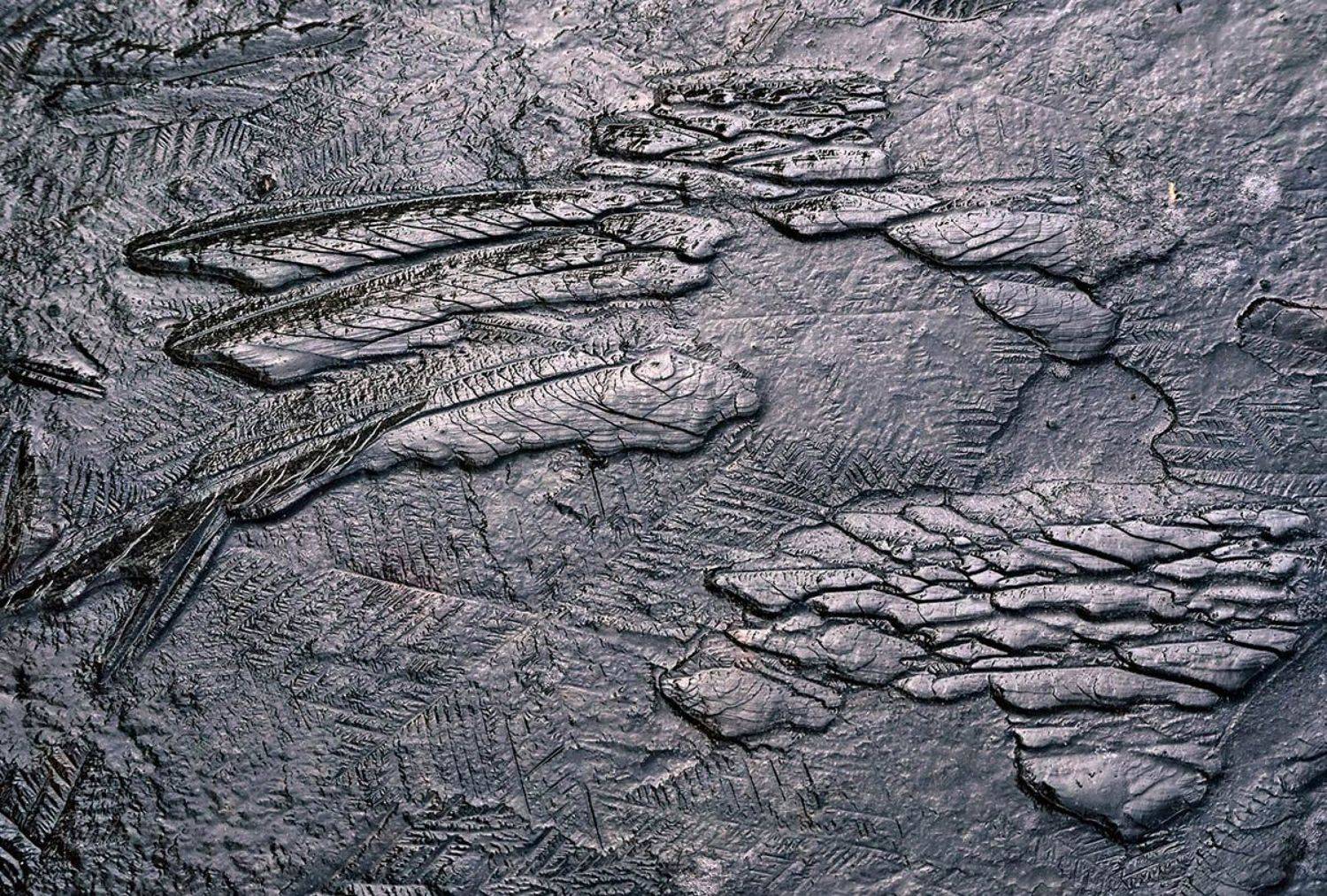 архипелаг, летучей, рыбы, Валерия Зверева