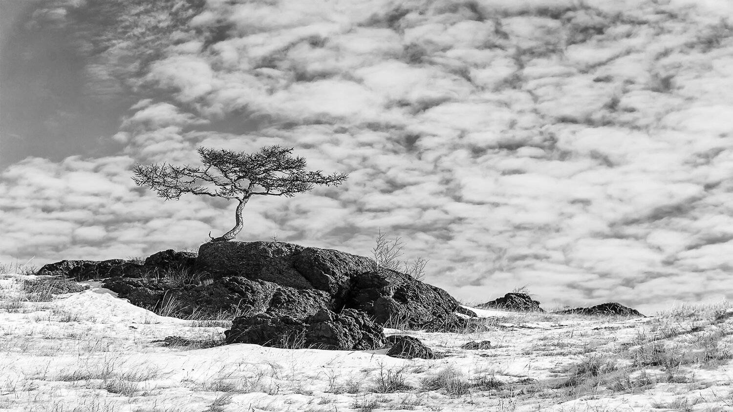 лиственница, дерево, скалы, небо, Леонид Максименко