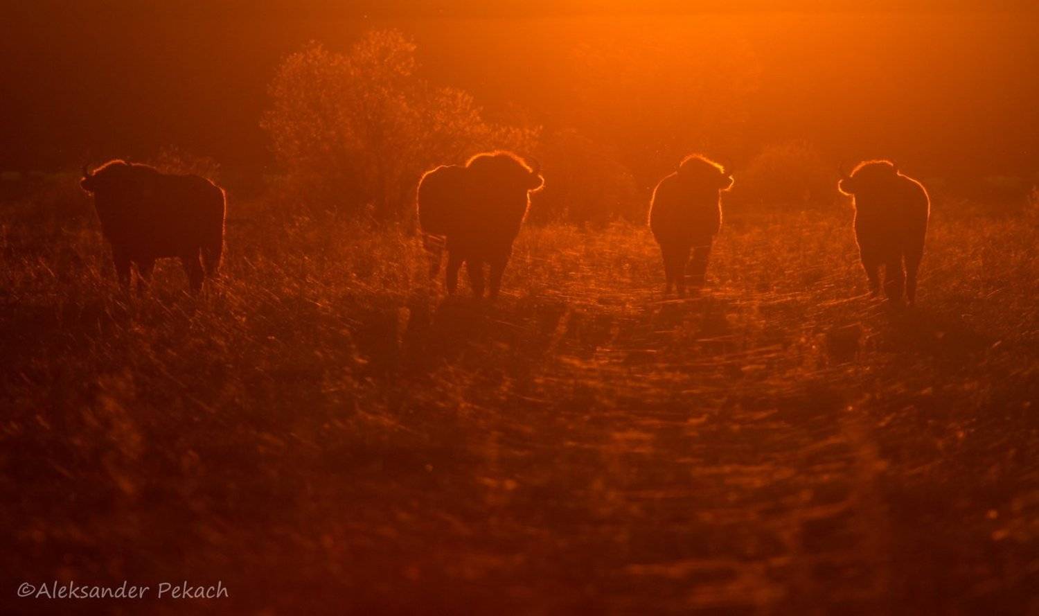 , Александр Пекач