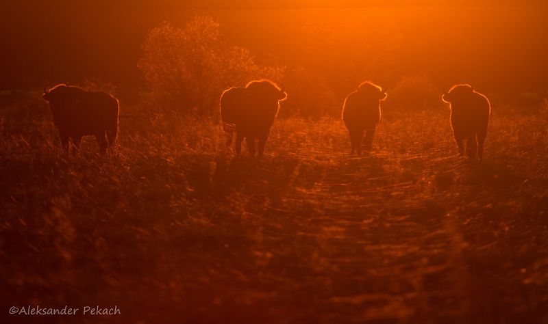 Беловежские зубры в лучах заходящего солнца фото превью