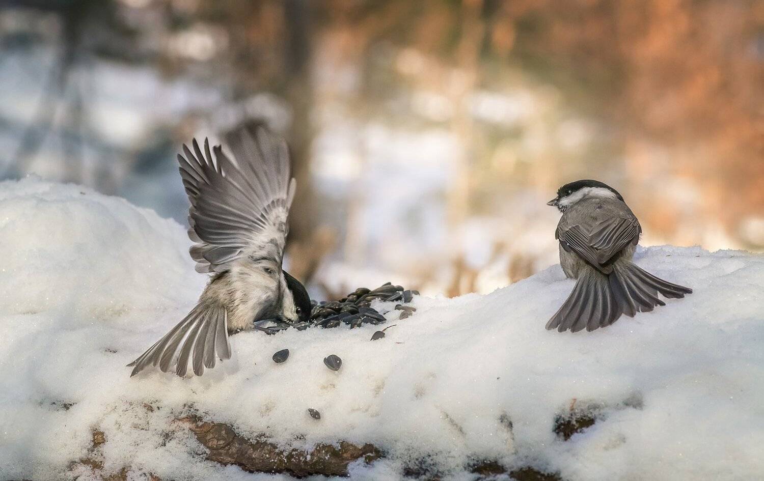 , Шинкарева Елена