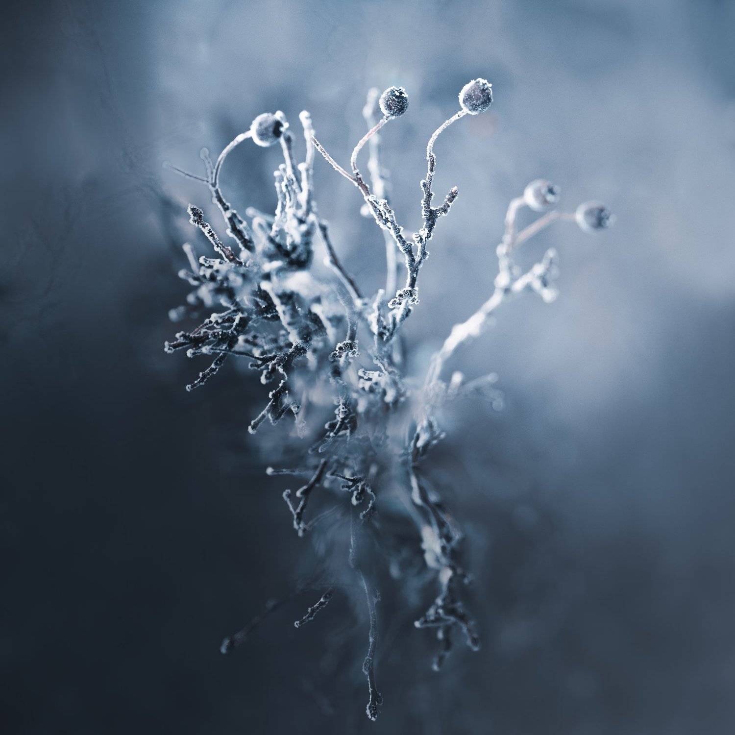 , Kristina Zvinakeviciute