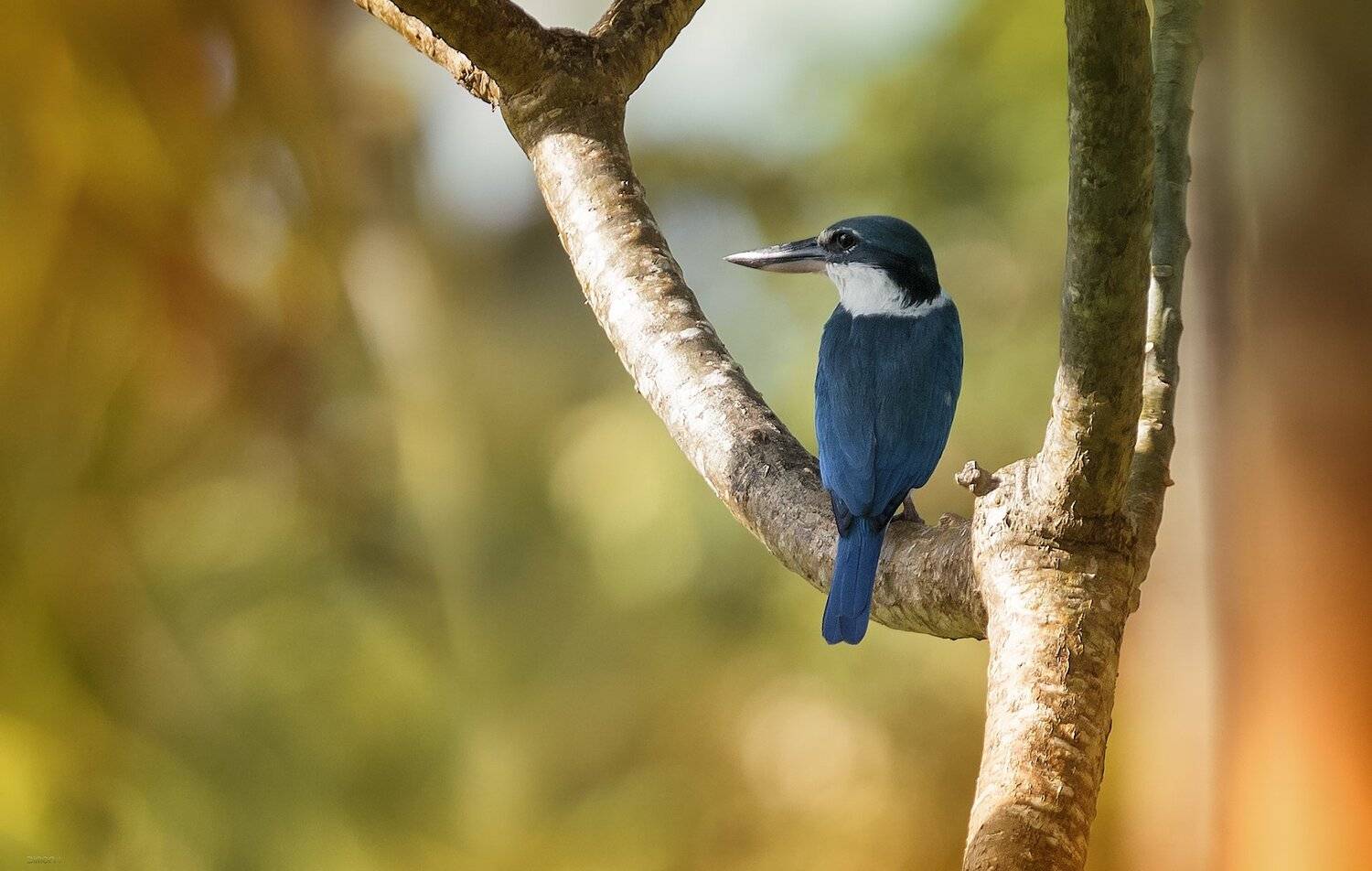 природа, животные, птицы, индонезия, Дмитрий Посевич