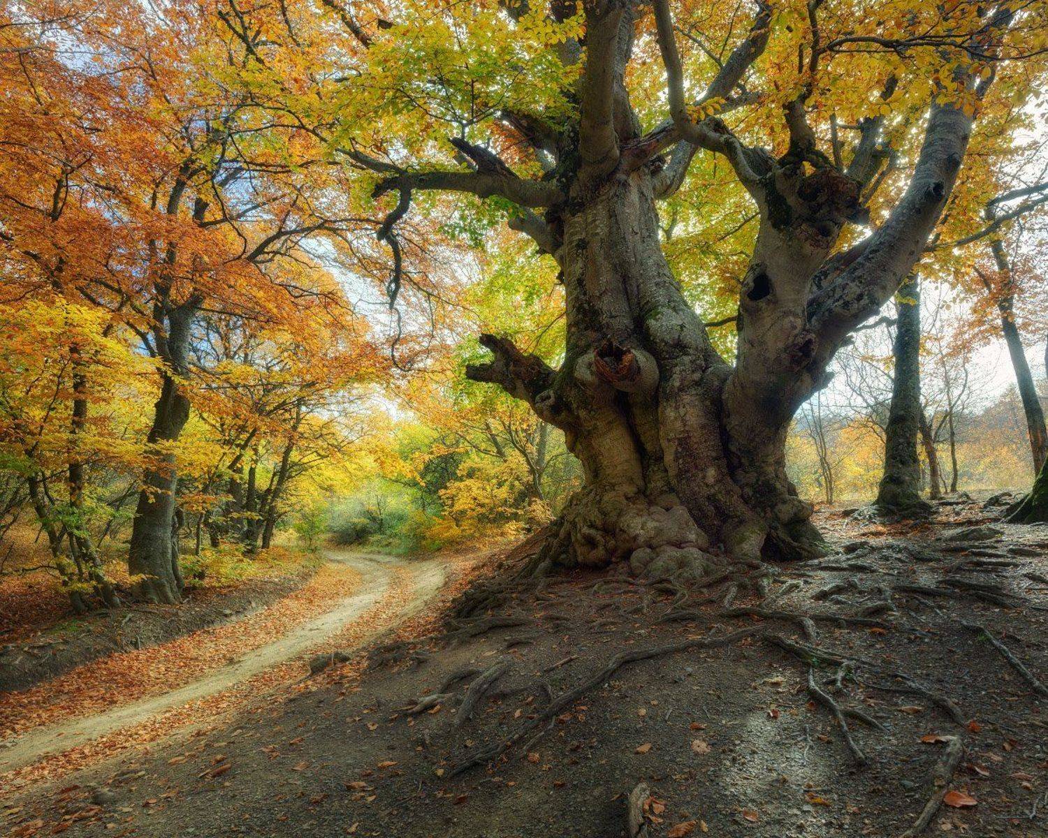 крым, природа, осень, бук, листья, Дмитрий Медянцев