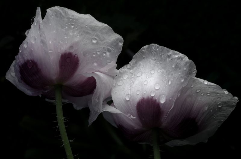 Маки фото превью