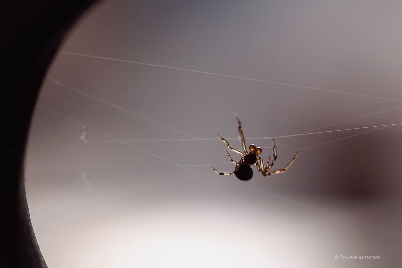 Паук, Araneae, Aranei Натягиваю струны. Быстро. Недорого. фото превью