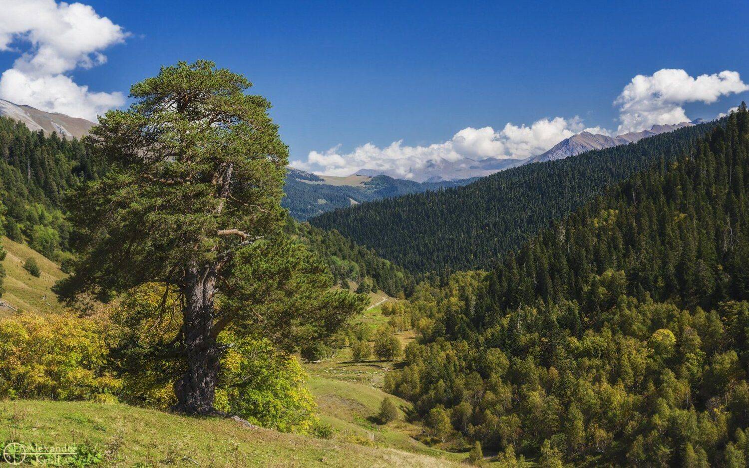 , Александр Круль