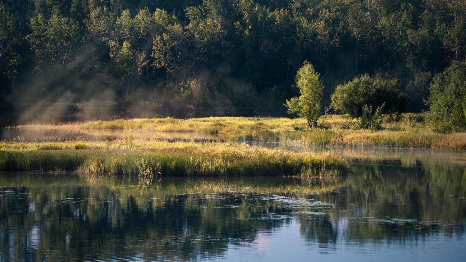 природа, пейзаж, река, енисей, красноярск, сибирь, вода, протока, трава, осока, утро, раннее, лес, деревья, туман, лучи, прохладный, холодный, большой, Дмитрий Антипов