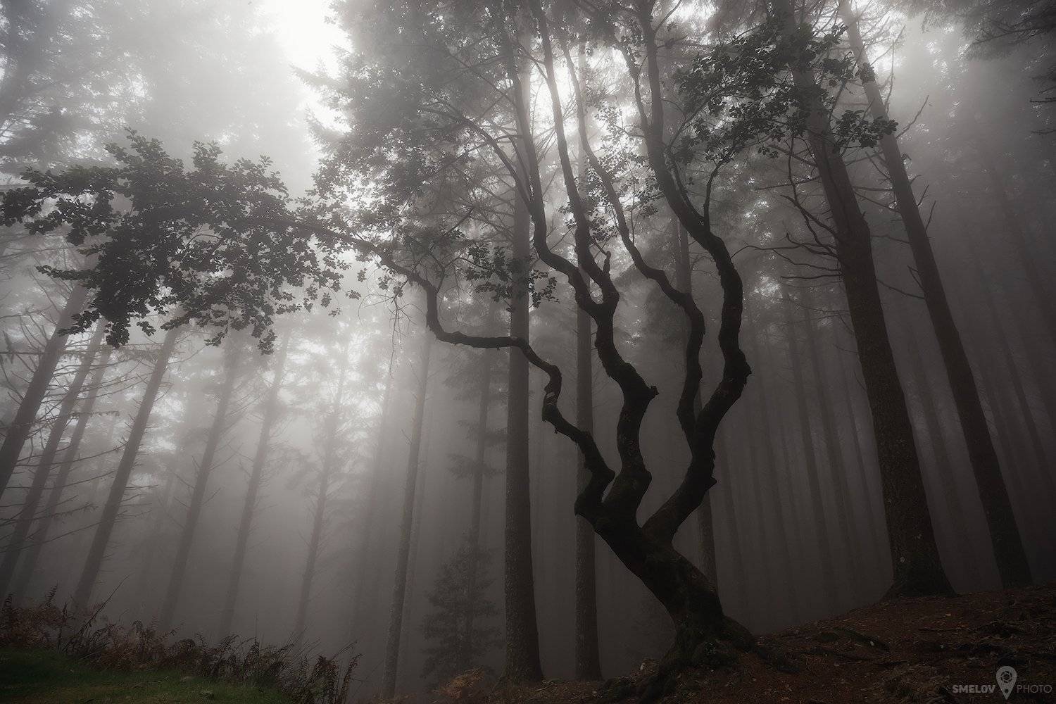 , Иван Смелов