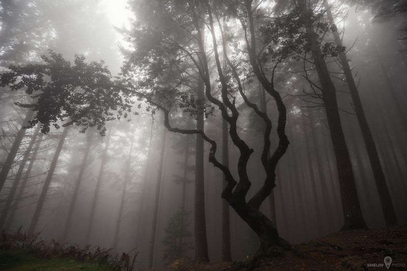 Madeira, Portugal фото превью