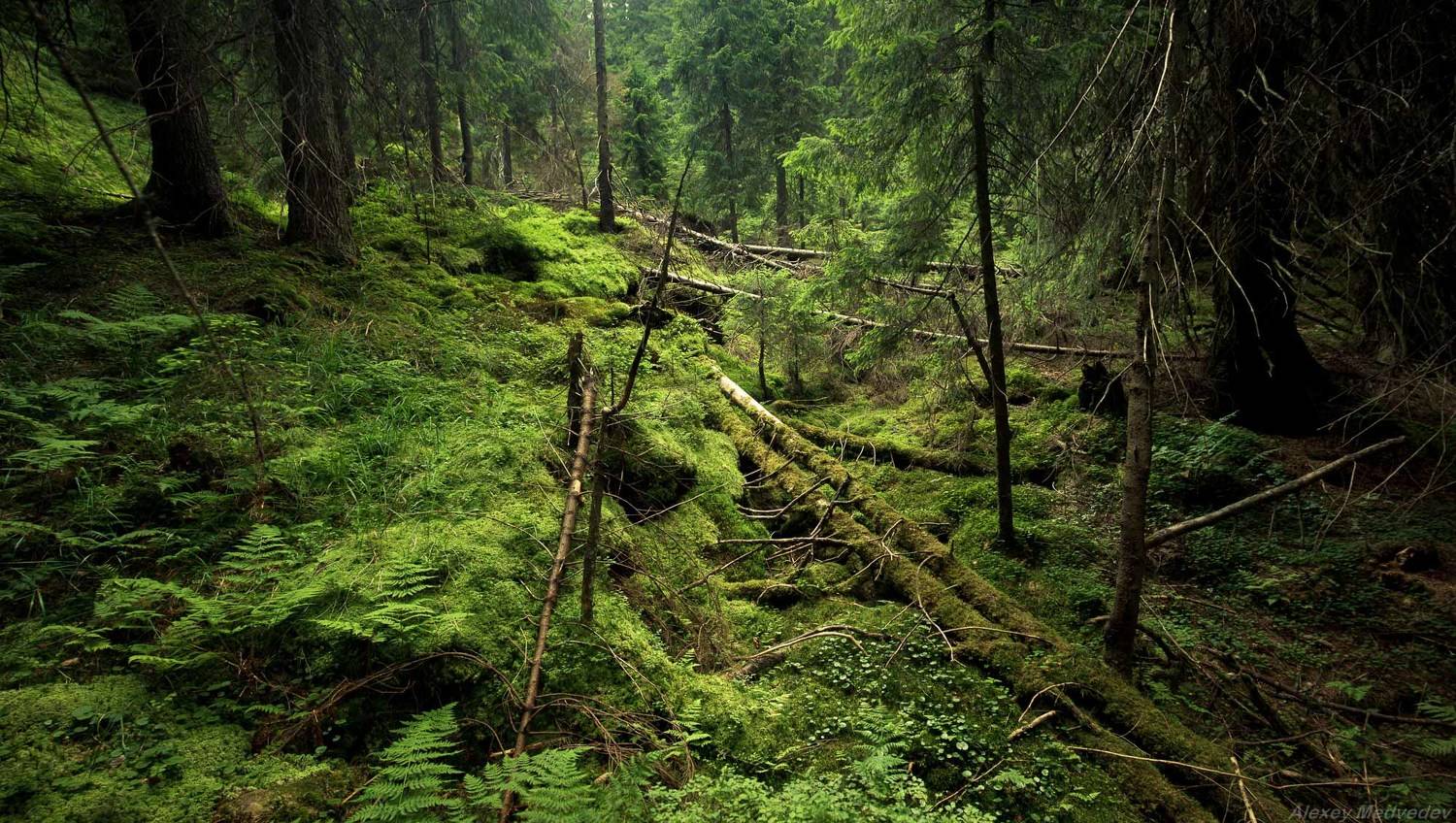  	гори, лес, Карпати, Чорногора, Карпаты, бурелом,, Алексей Медведев