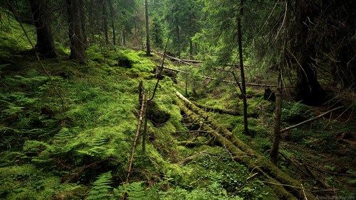 Ступить жалко