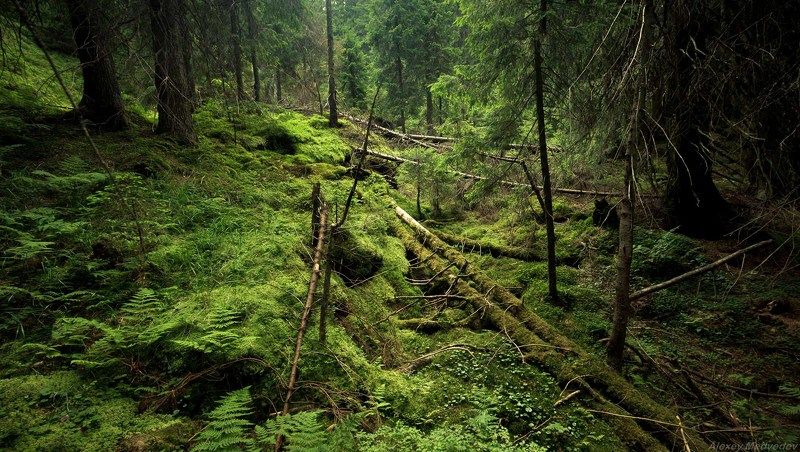 гори, лес, Карпати, Чорногора, Карпаты, бурелом, Ступить жалко фото превью