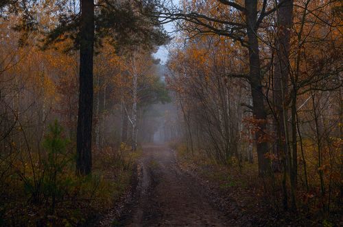 В чертогах рыжей осени