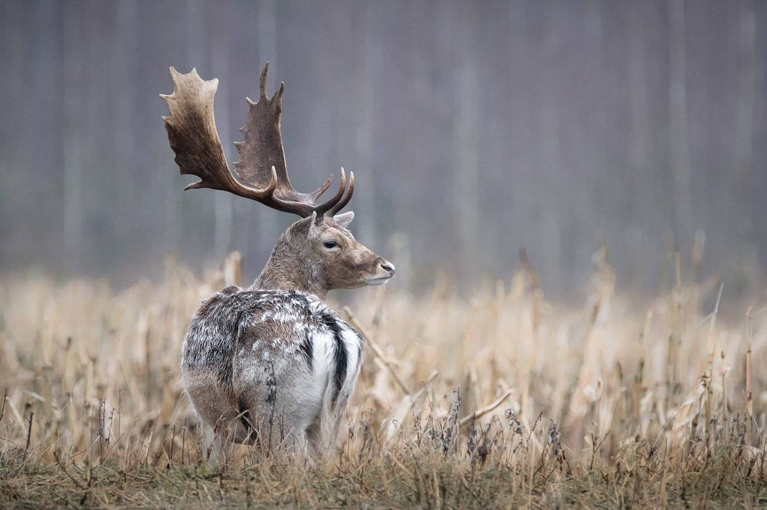 , Дмитрий Вилюнов
