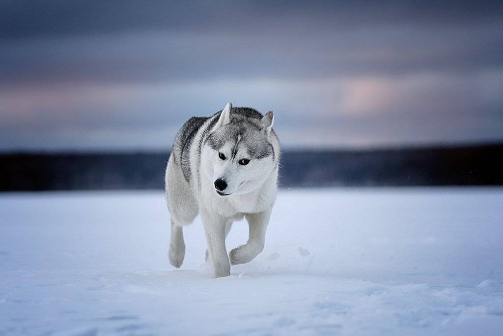 , Андрей Ершов