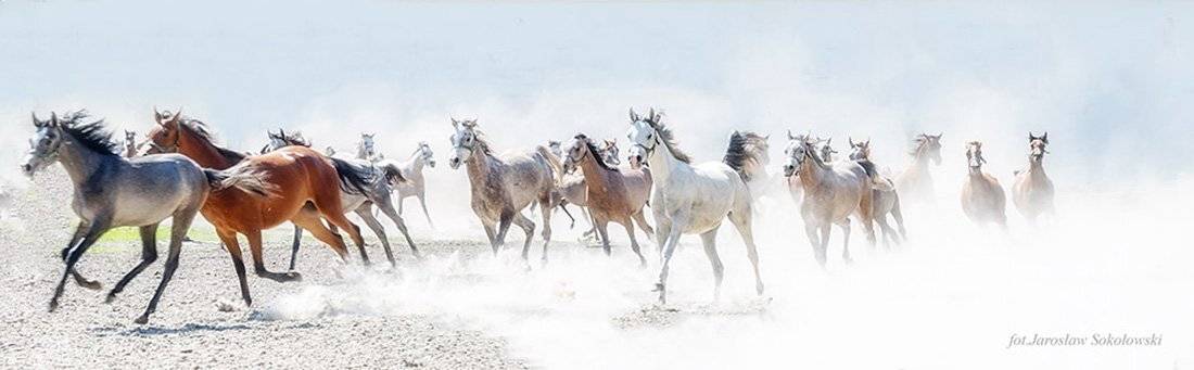 , Jarosław Sokołowski