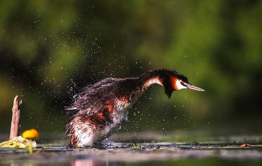 , Вячеслав Мищенко