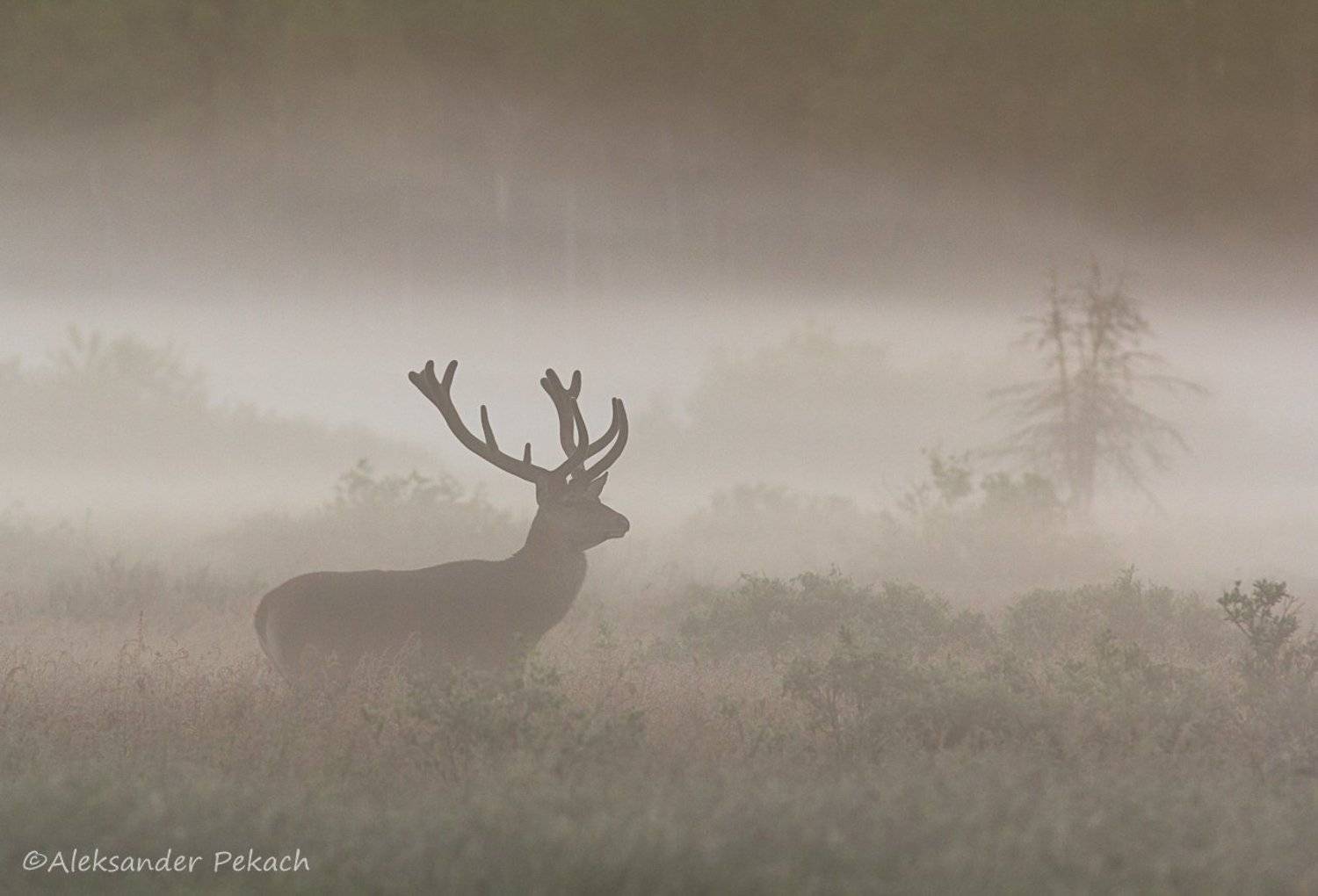 , Александр Пекач