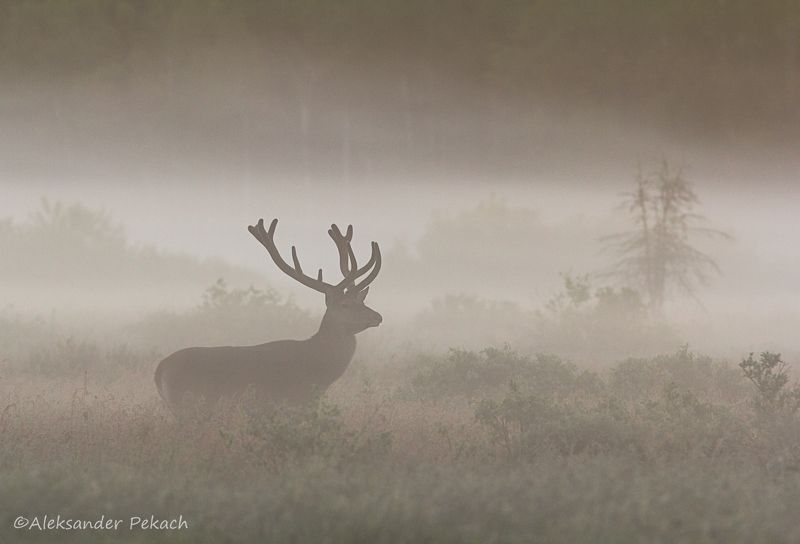 Туманное утро фото превью