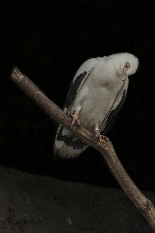 vautour palmiste фото превью