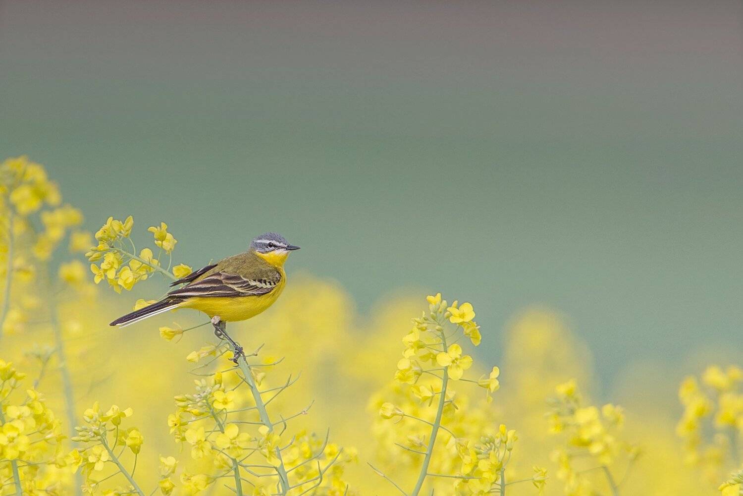, Arkadiusz Michalak