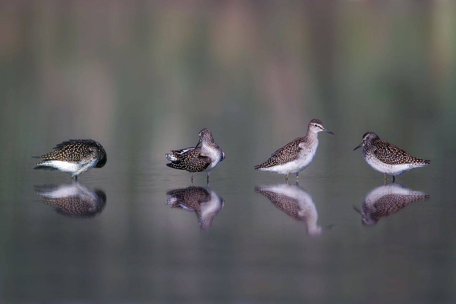 , Arkadiusz Michalak